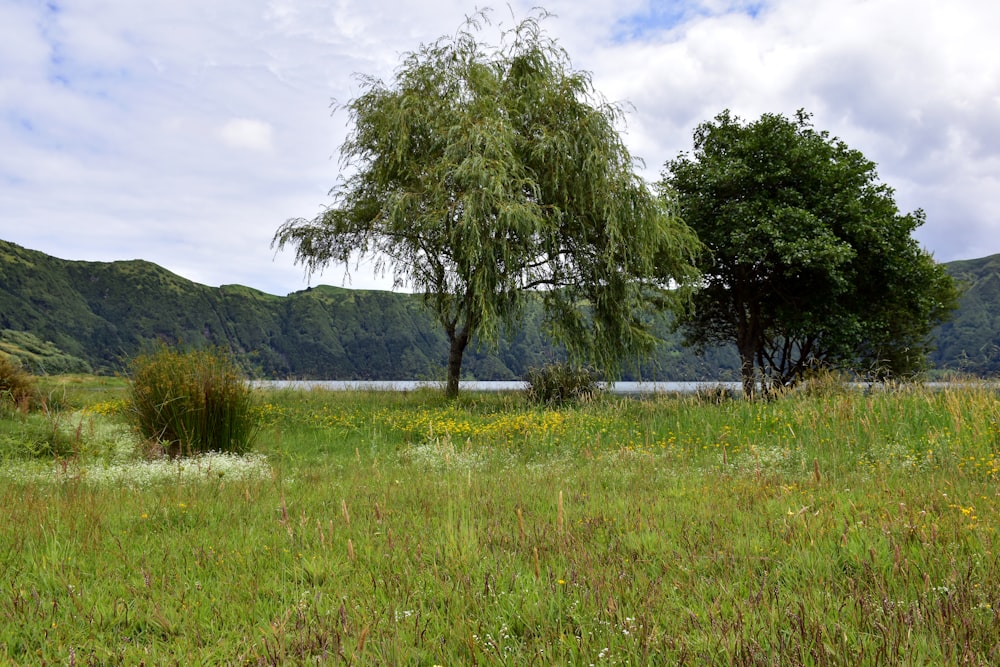 a grassy field with trees and mountains in the background