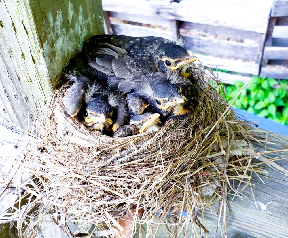 a group of birds in a nest