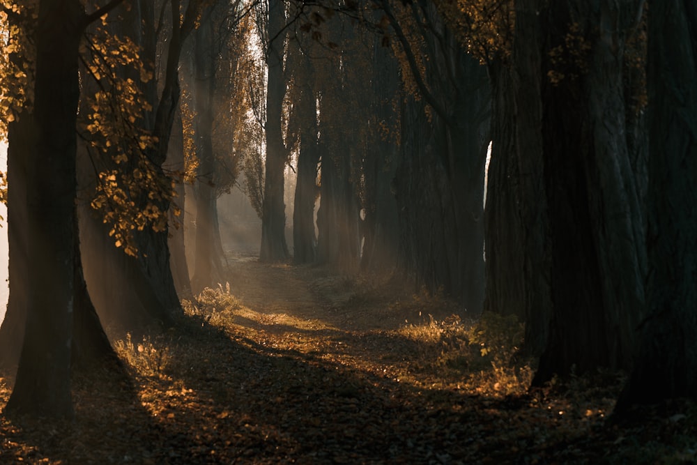 um caminho através de uma floresta