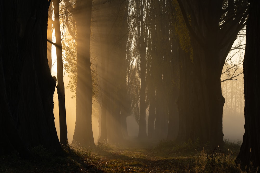 a foggy forest with trees