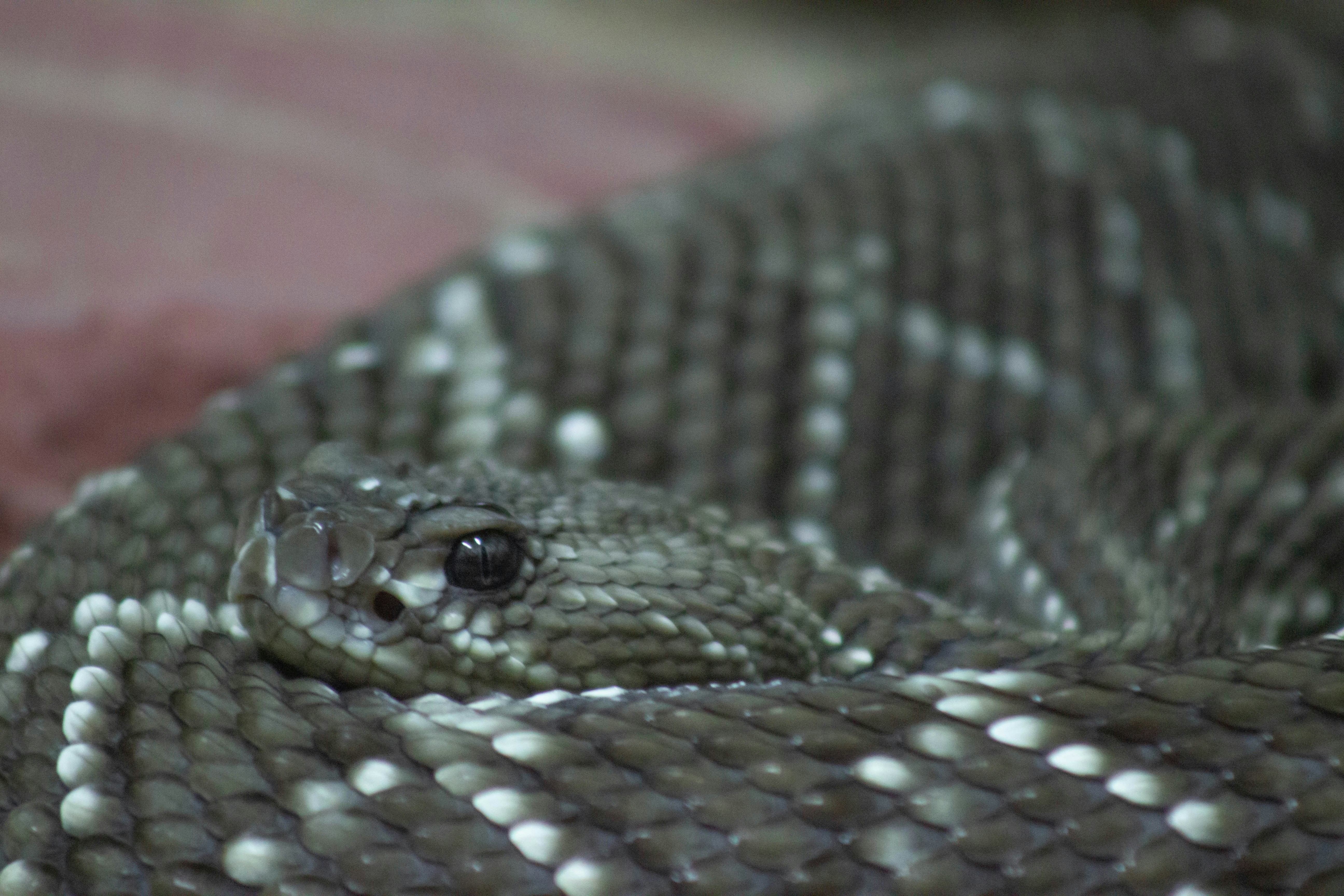 a snake on a surface