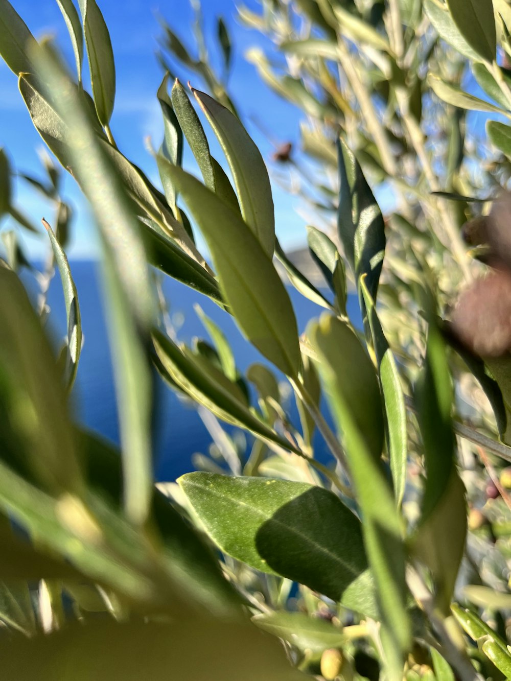 植物のクローズアップ