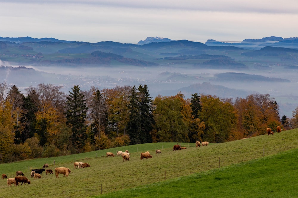 Eine Schafherde grast auf einem Hügel