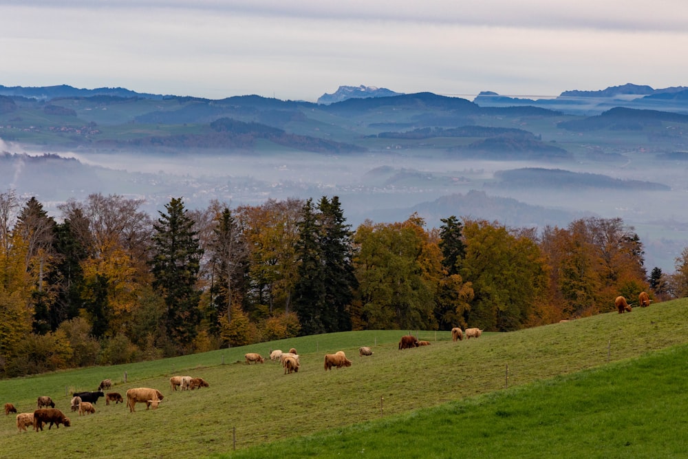 a herd of sheep grazing on a hill