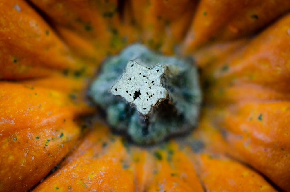 a close up of a fruit