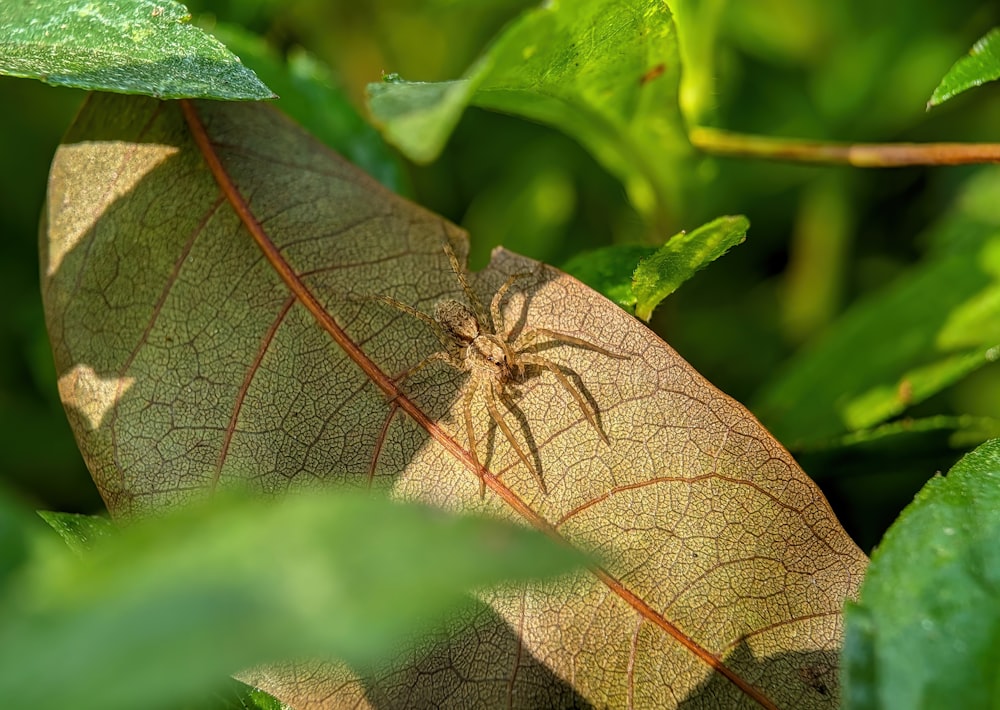 eine Motte auf einem Blatt