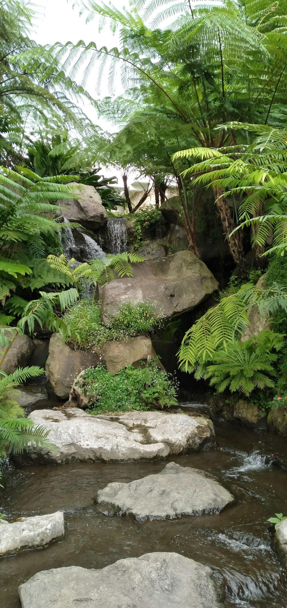 a stream with rocks and plants