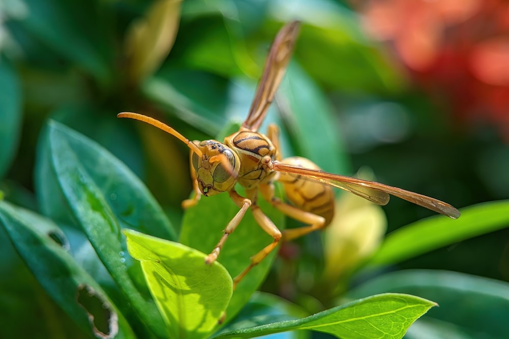 a close up of a bug