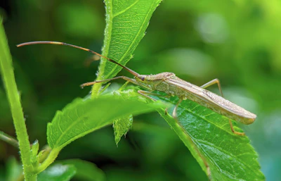 a bug on a leaf