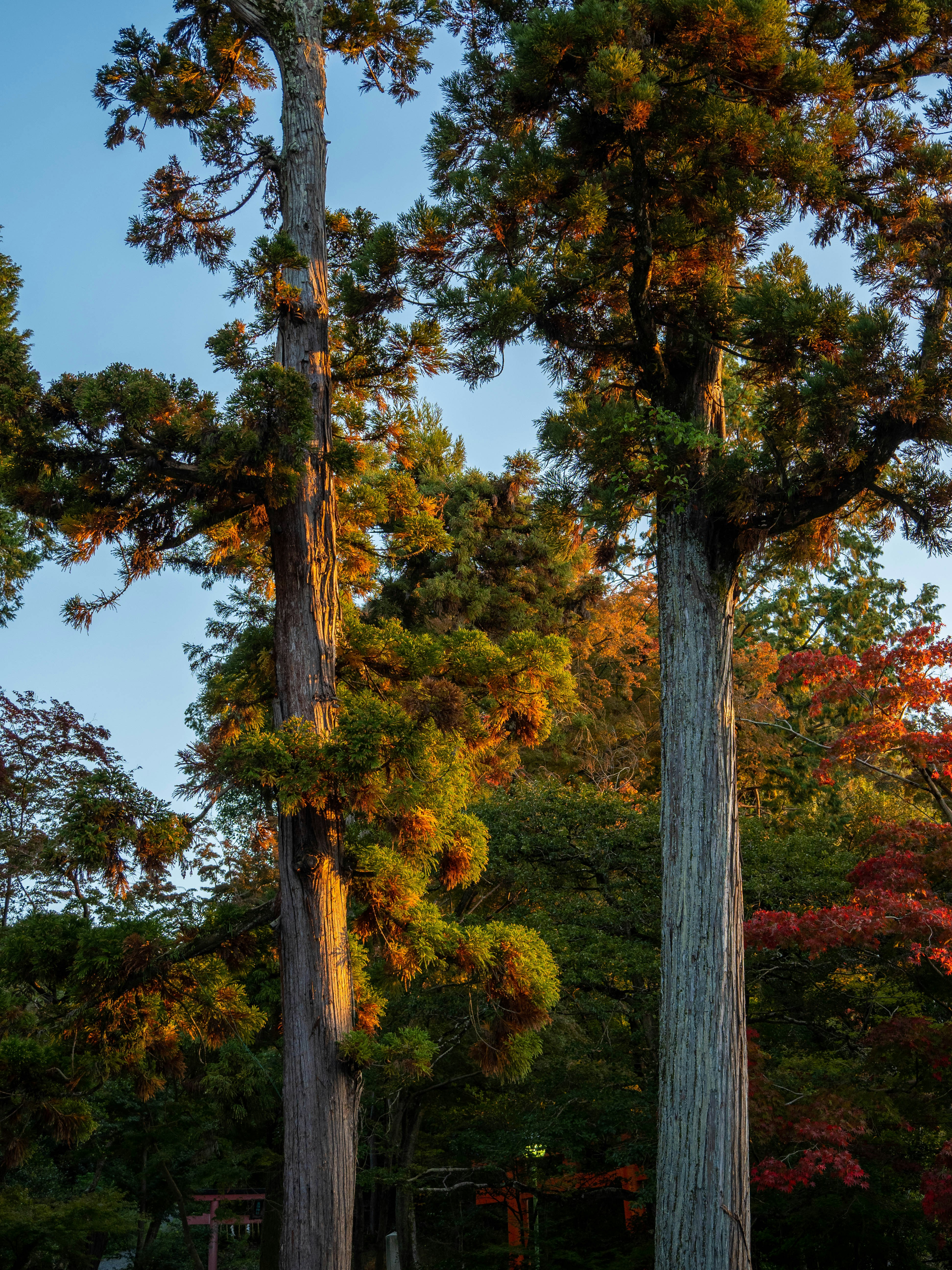 Photo by shellingfordyu