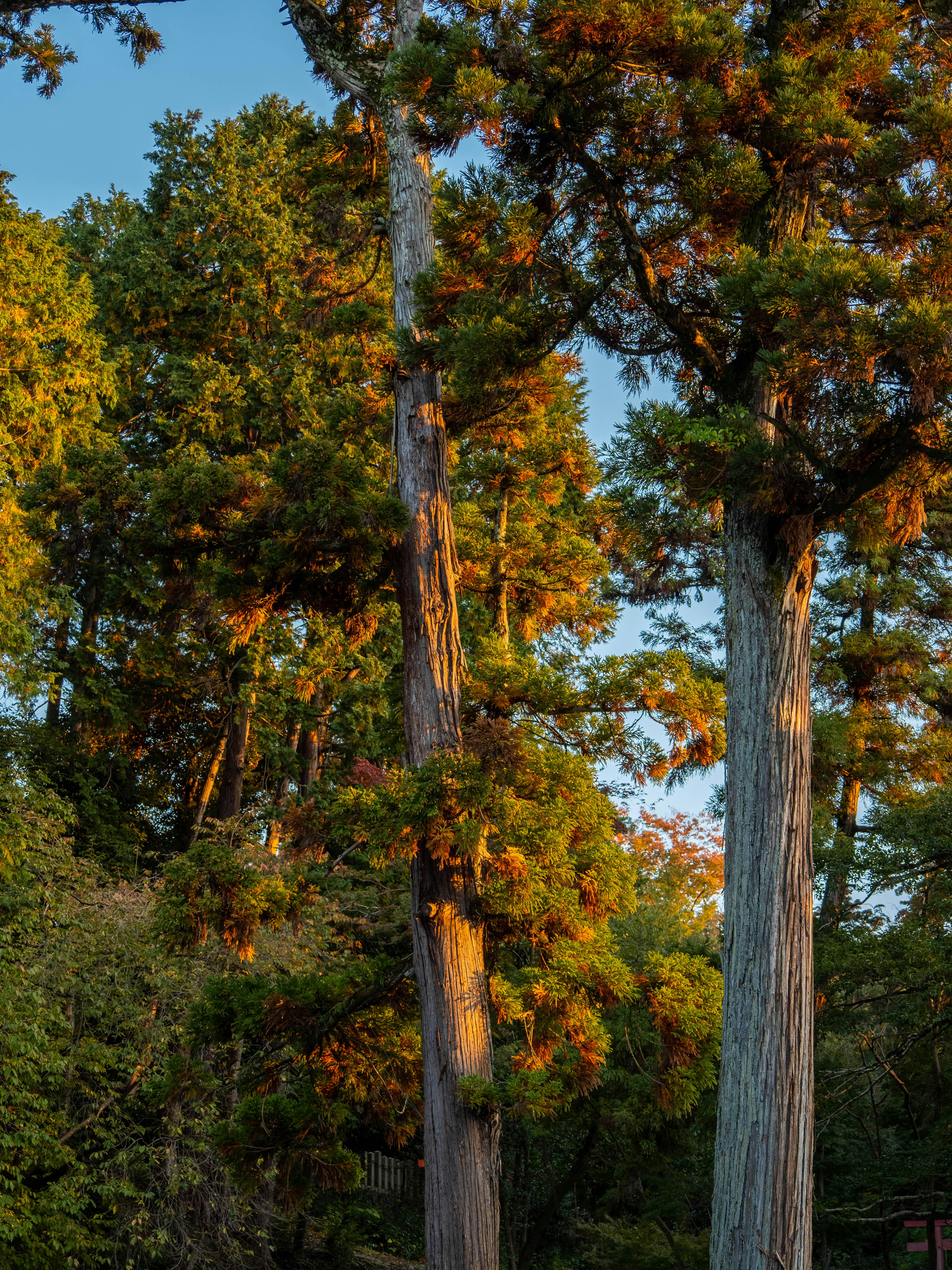 Pembroke Pines, Florida