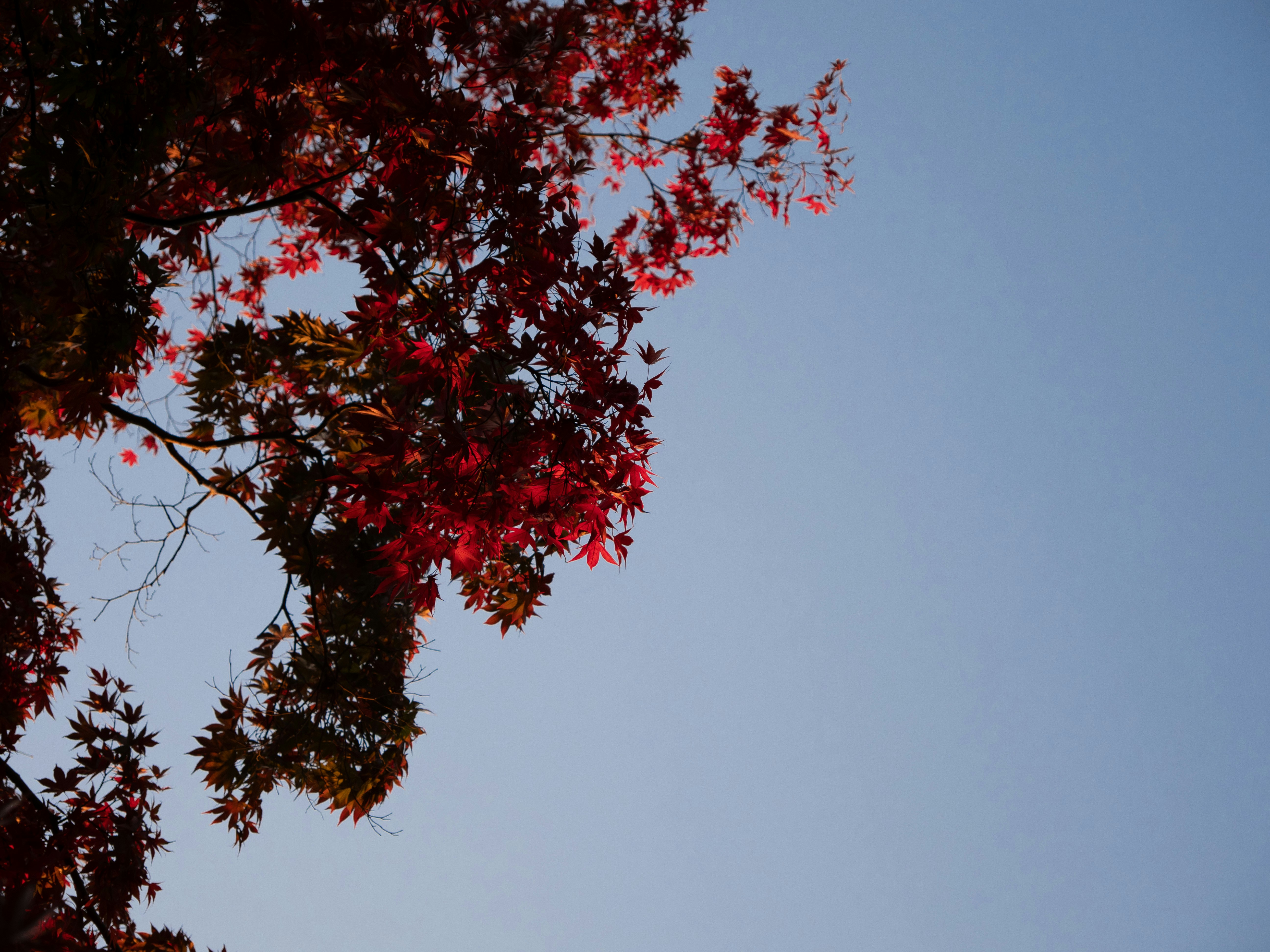 Photo by shellingfordyu