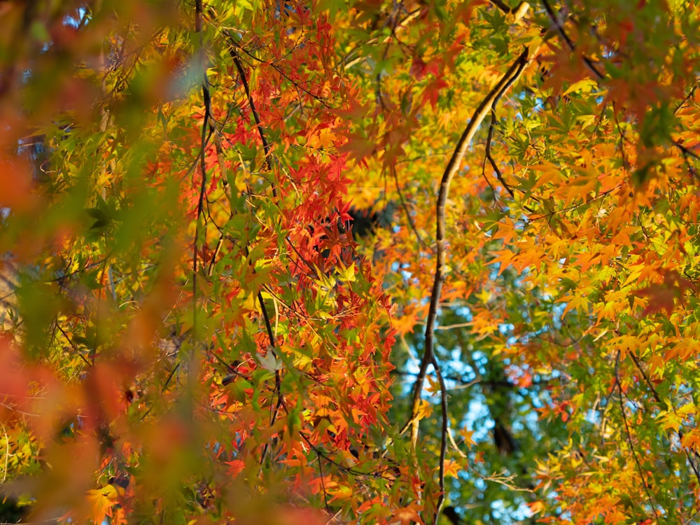 a close-up of some trees