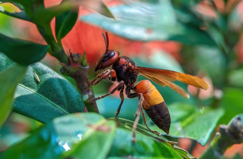 a close up of a bee