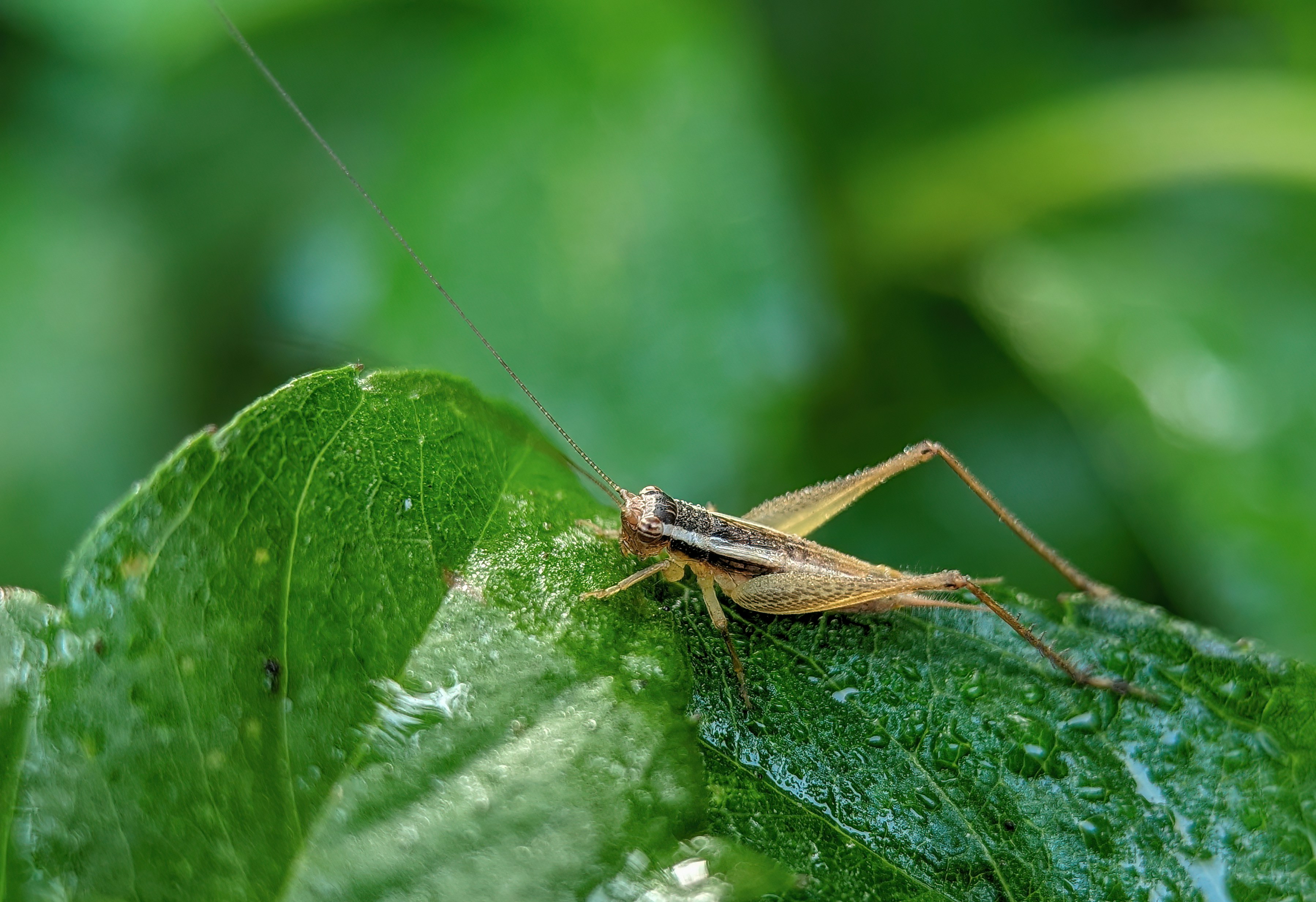 Foto Un insecto en una hoja – Imagen Insecto gratis en Unsplash