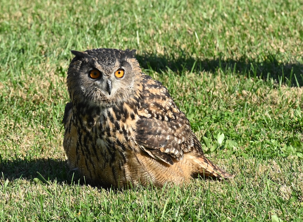 an owl sitting in the grass