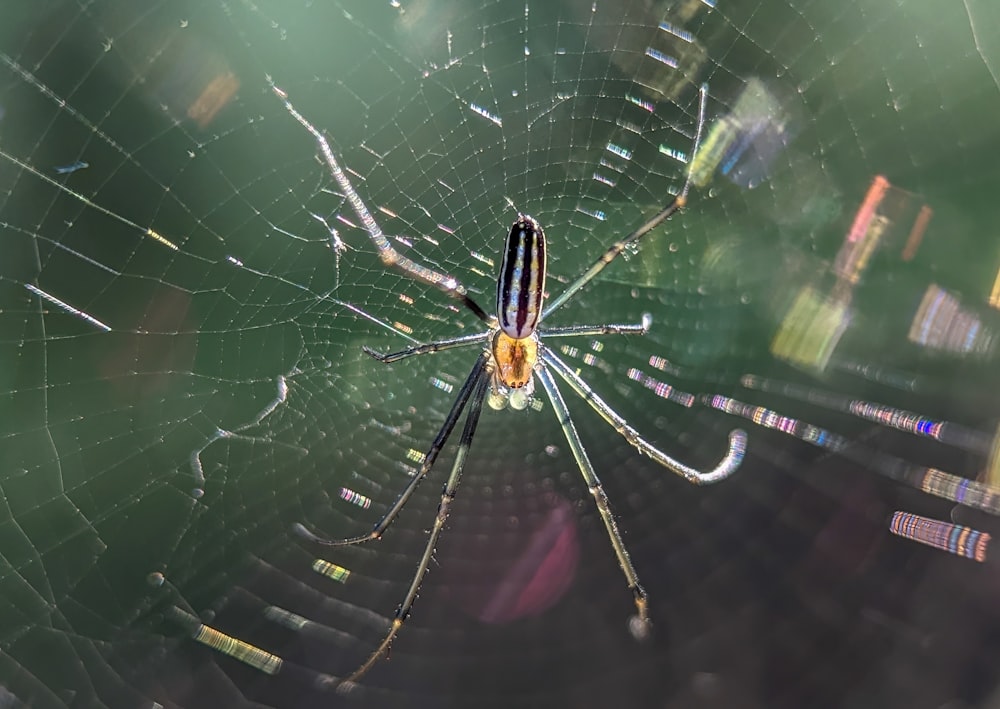 Eine Spinne im Netz