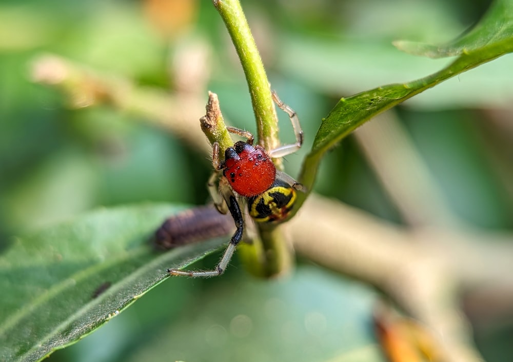 a close up of a bug