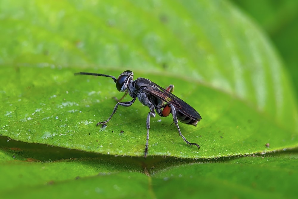 Un insecto negro y marrón en una hoja