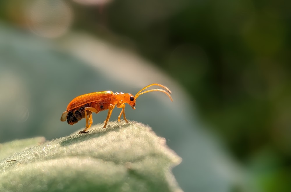 Un pequeño insecto en una roca