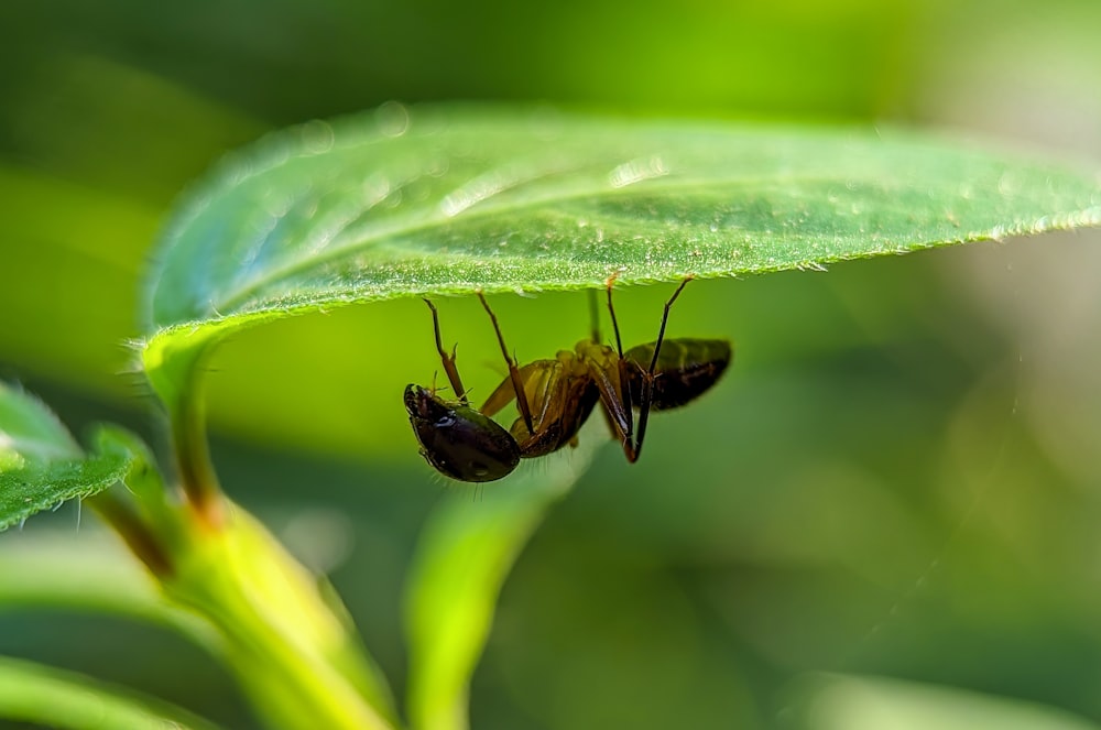 a bug on a leaf