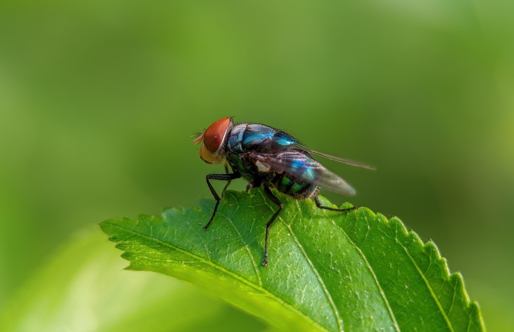 a fly on a leaf