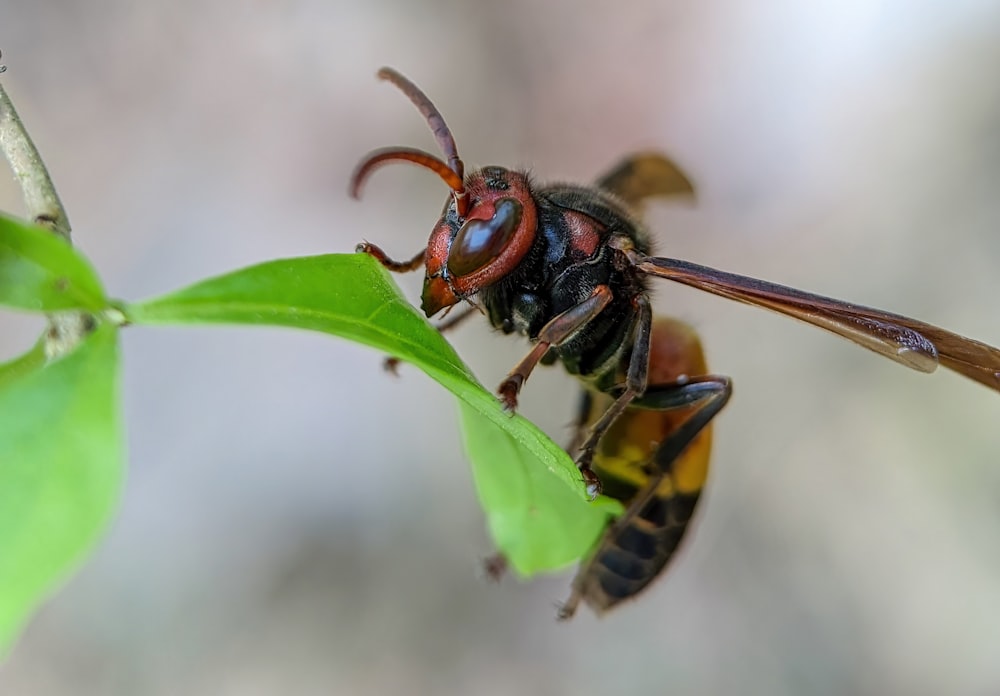 a close up of a bug