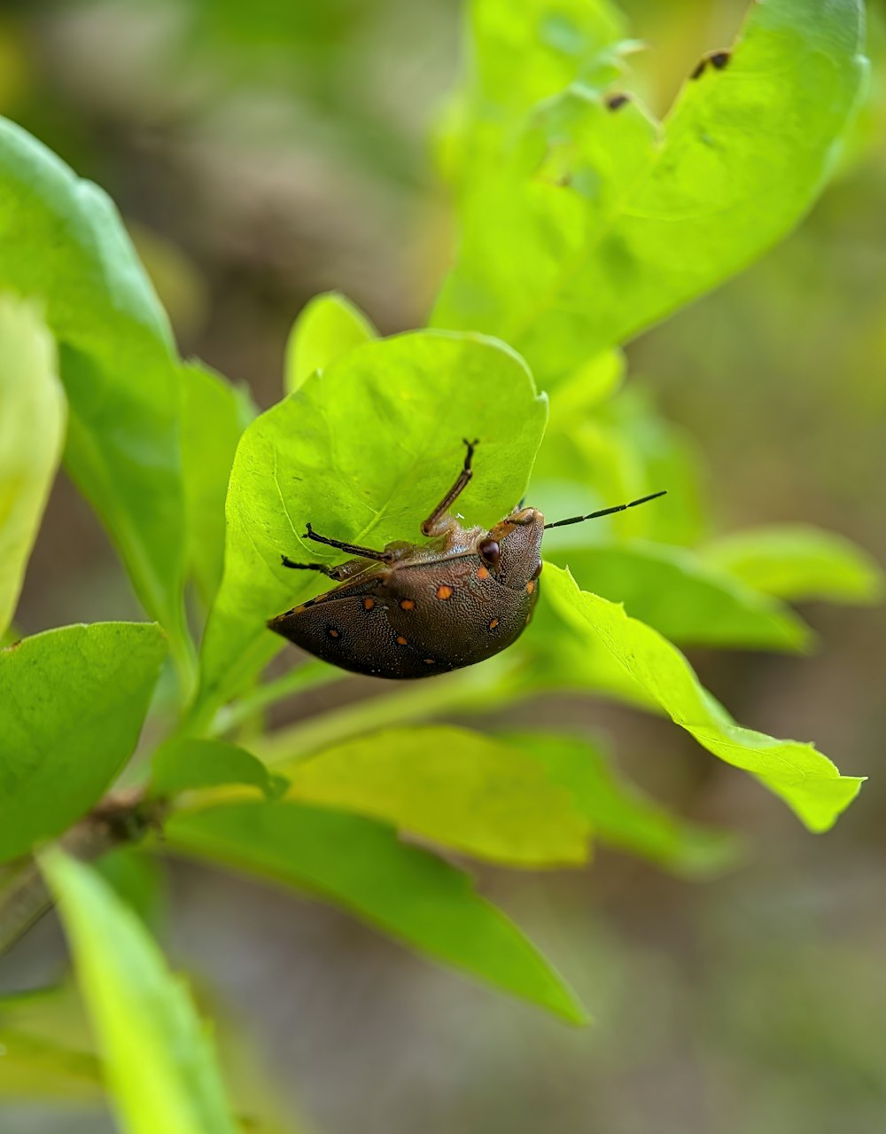 a bug on a leaf