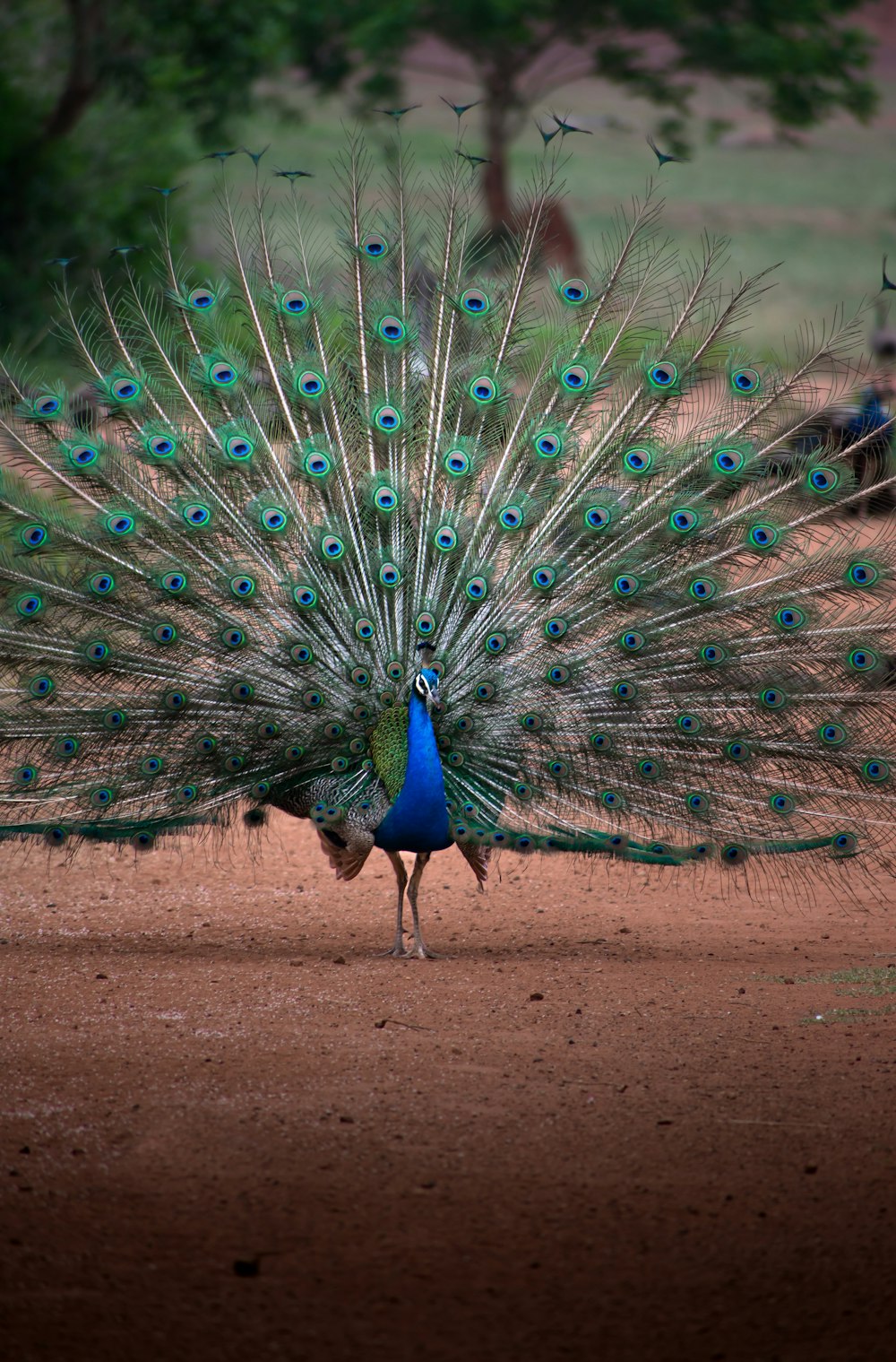 a peacock with its feathers spread