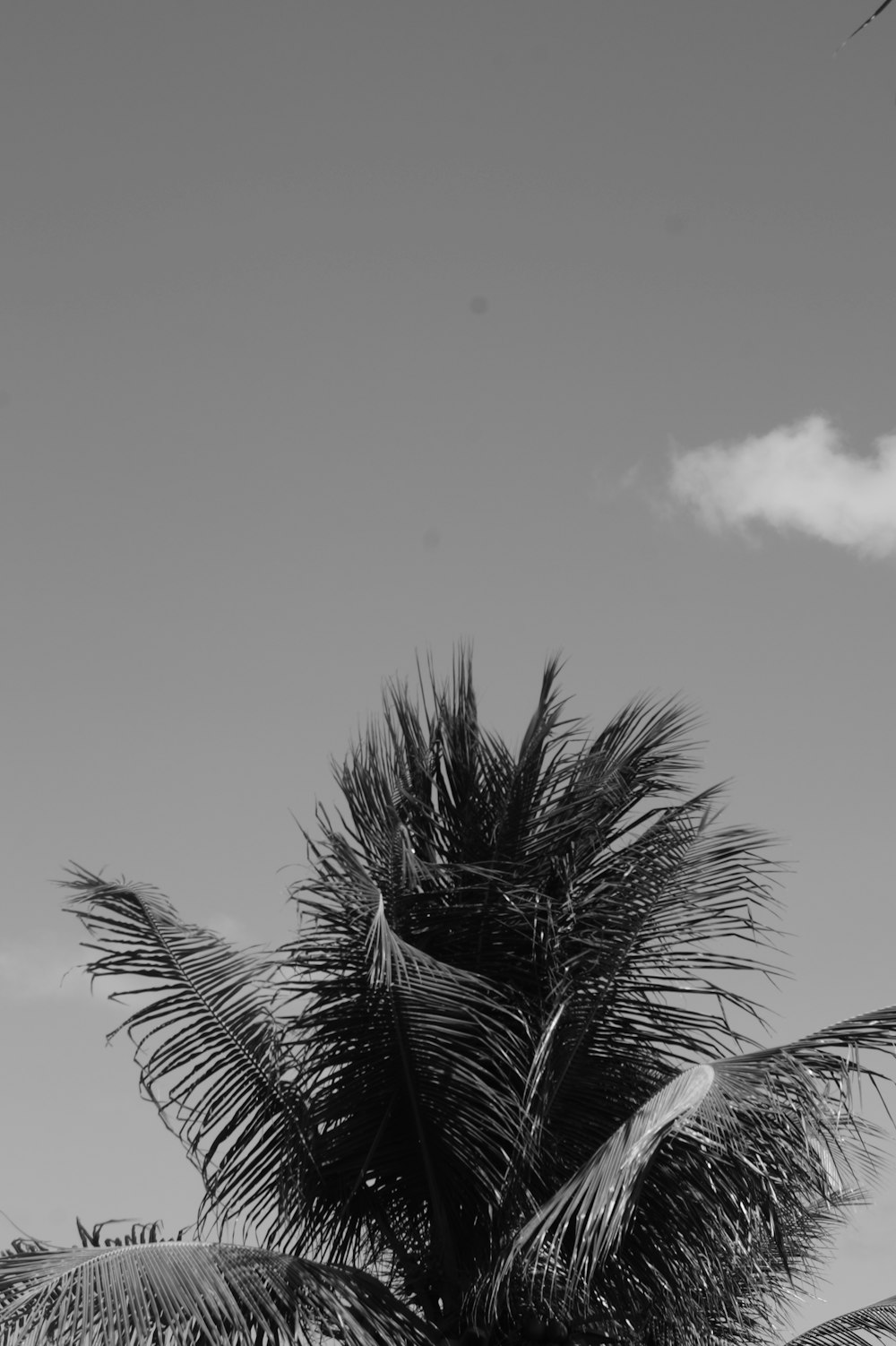 a palm tree under a cloudy sky