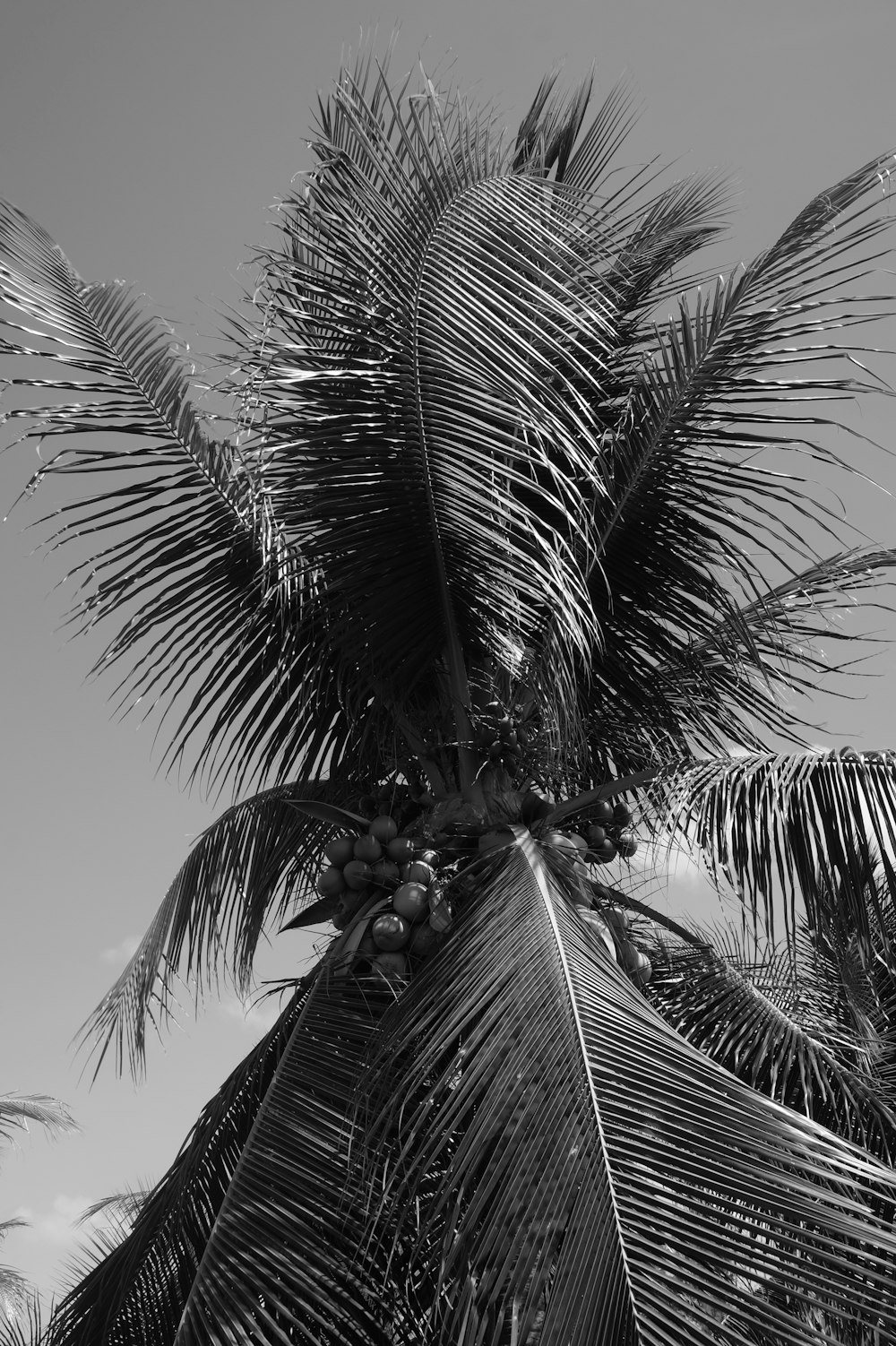a palm tree with a building in the background