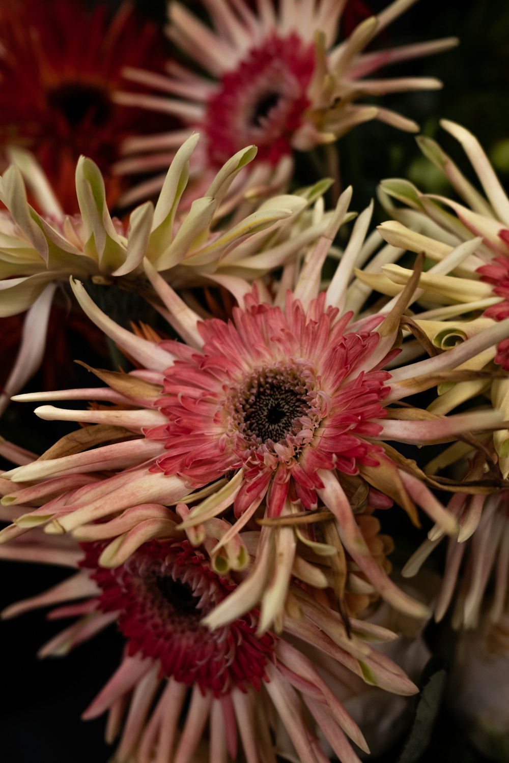 a close up of a flower