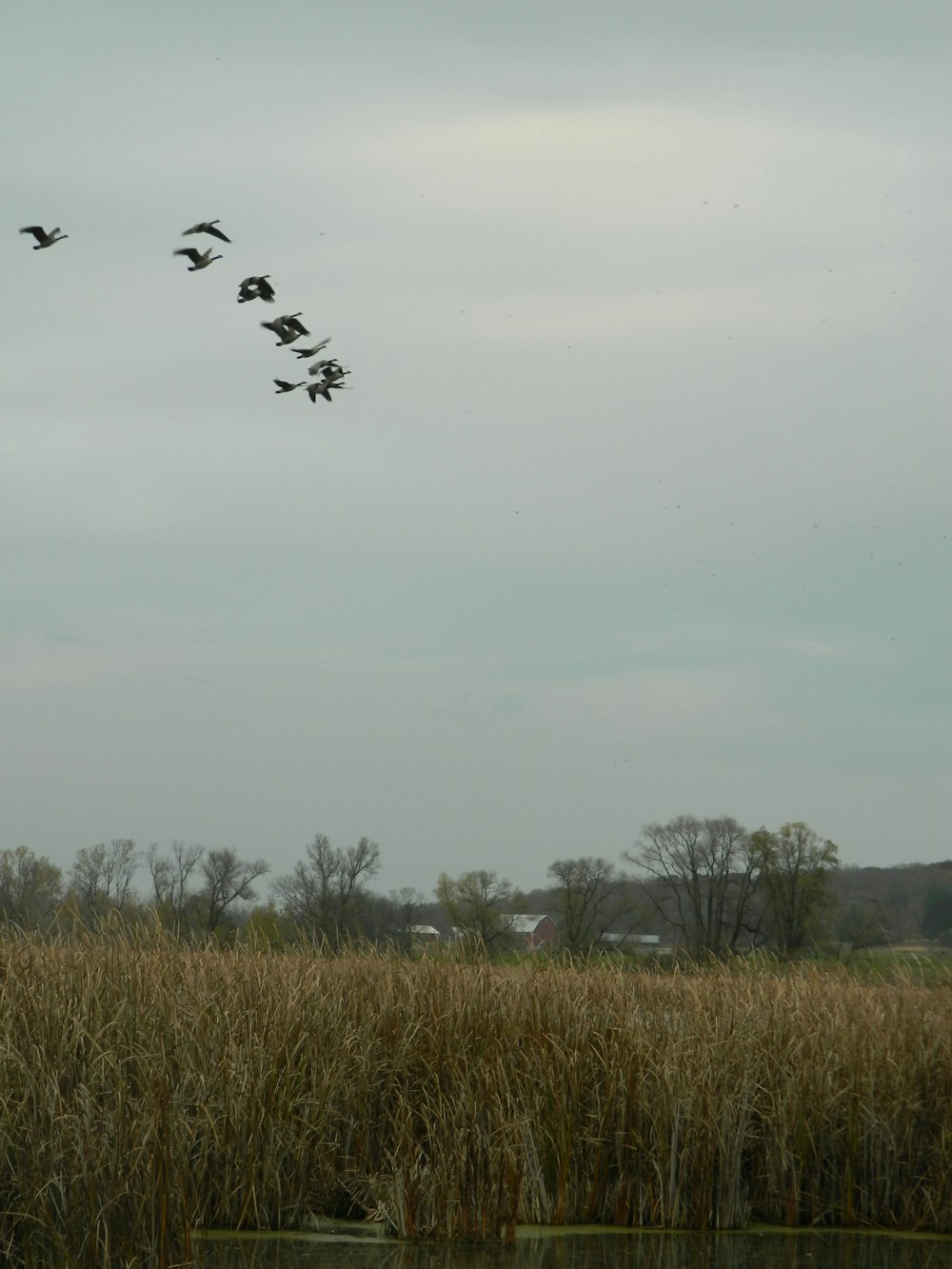 birds flying in the sky