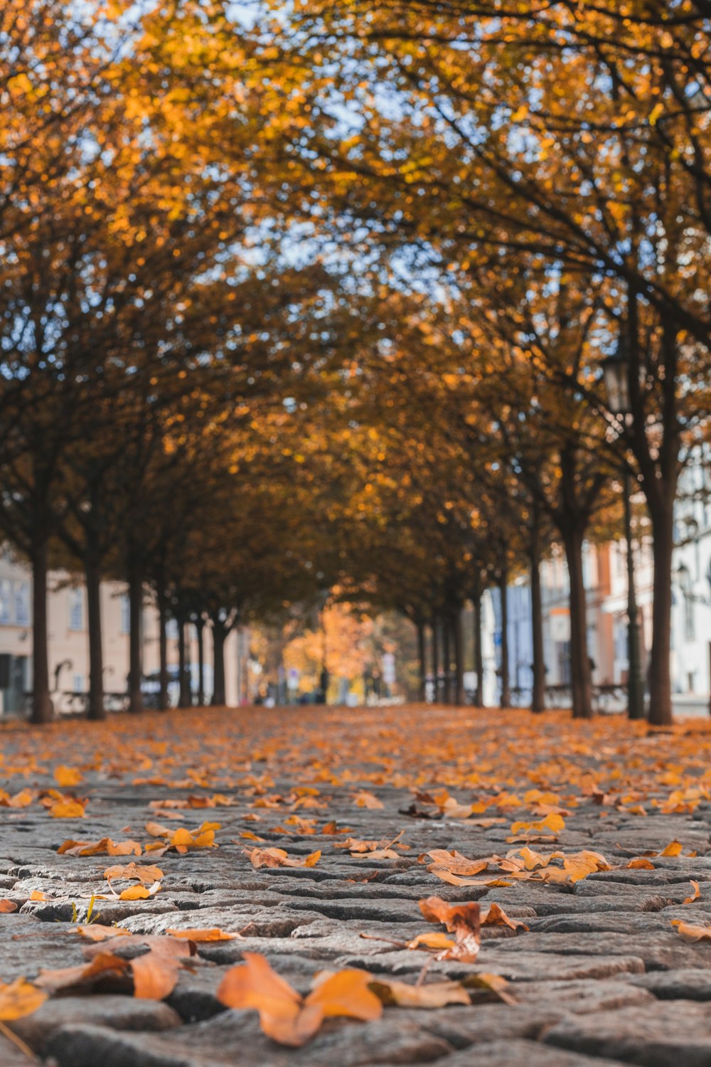 Ein Weg mit abgefallenen Blättern