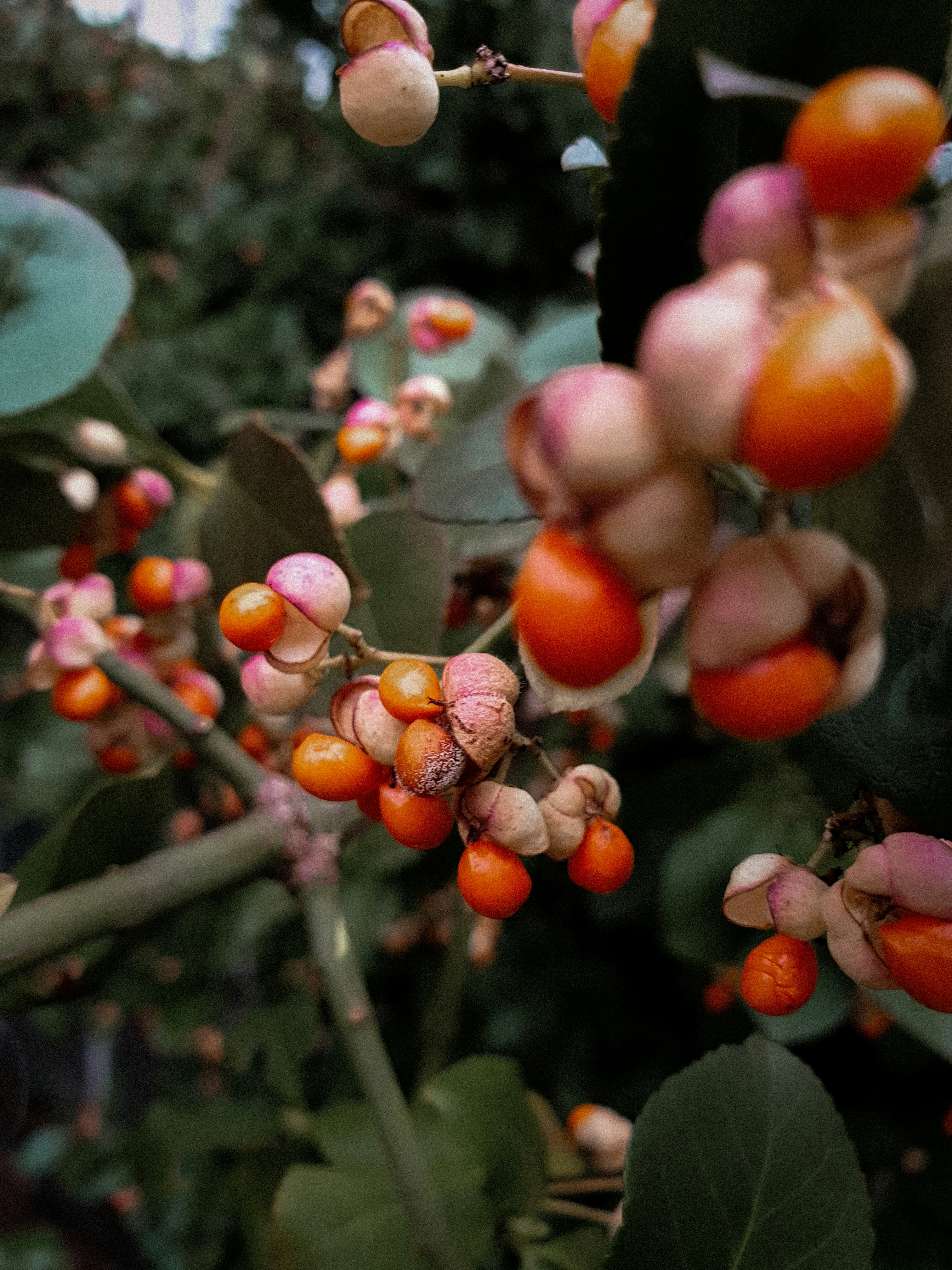 a close up of some berries