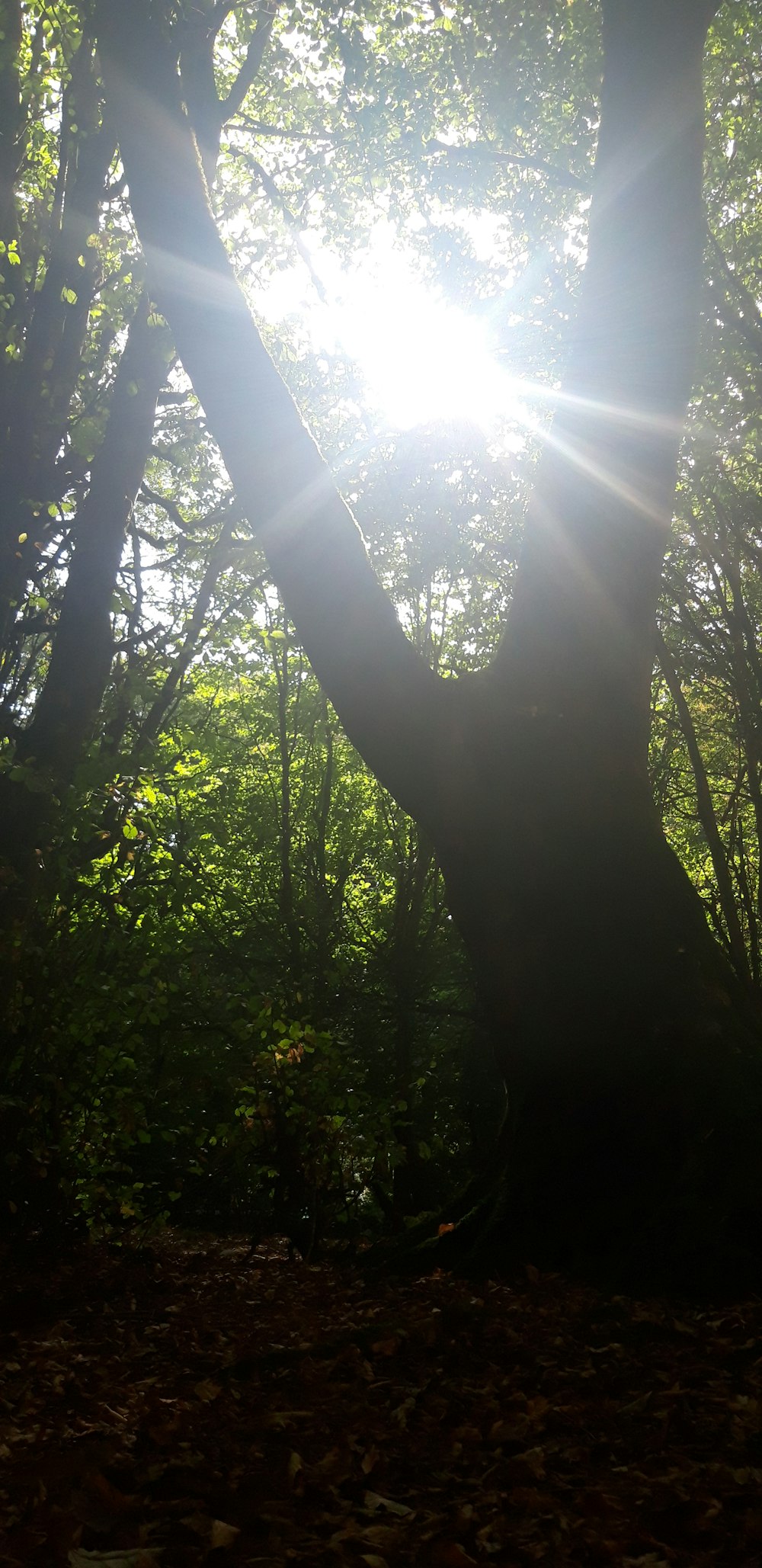 a forest with trees