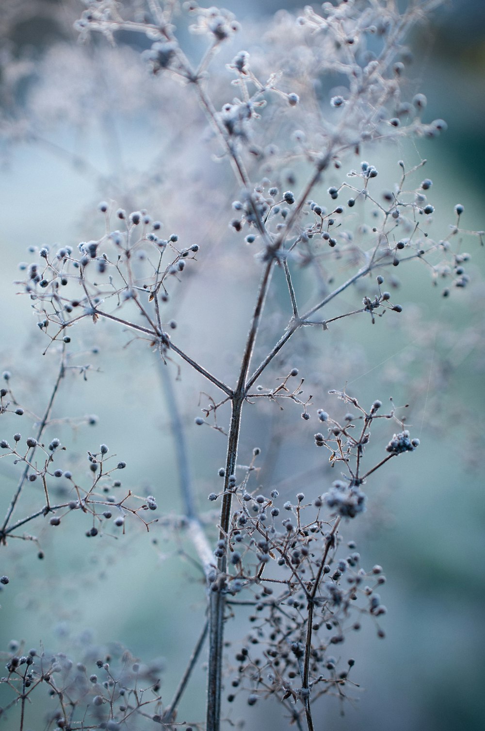 a tree with white flowers