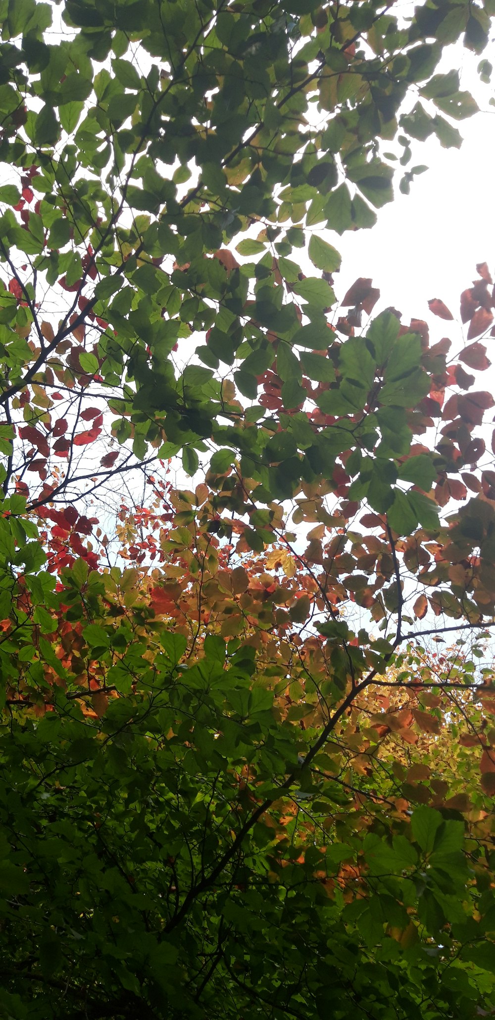 a tree with colorful leaves