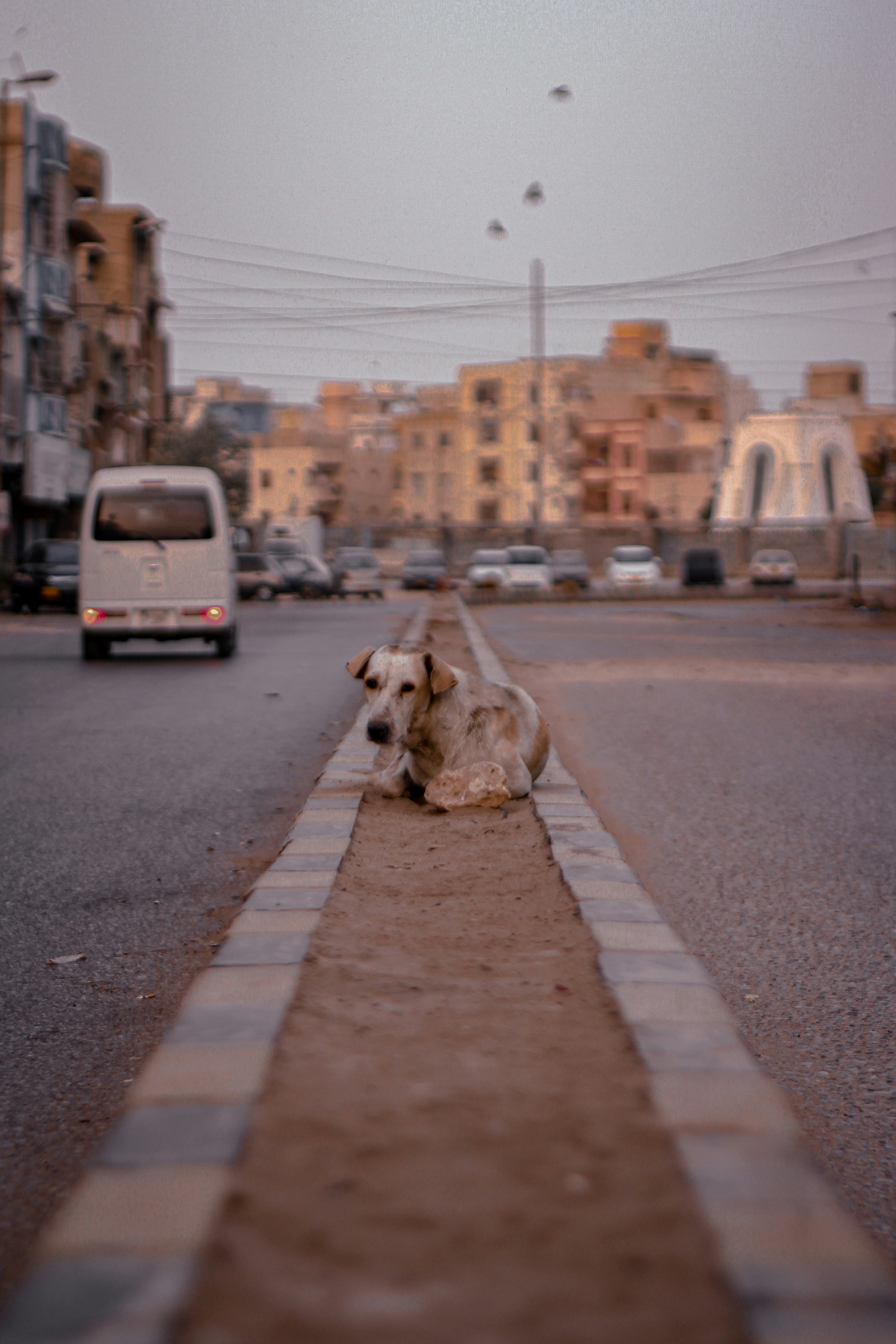 A light-colored dog rests on a dirt median near city streets.