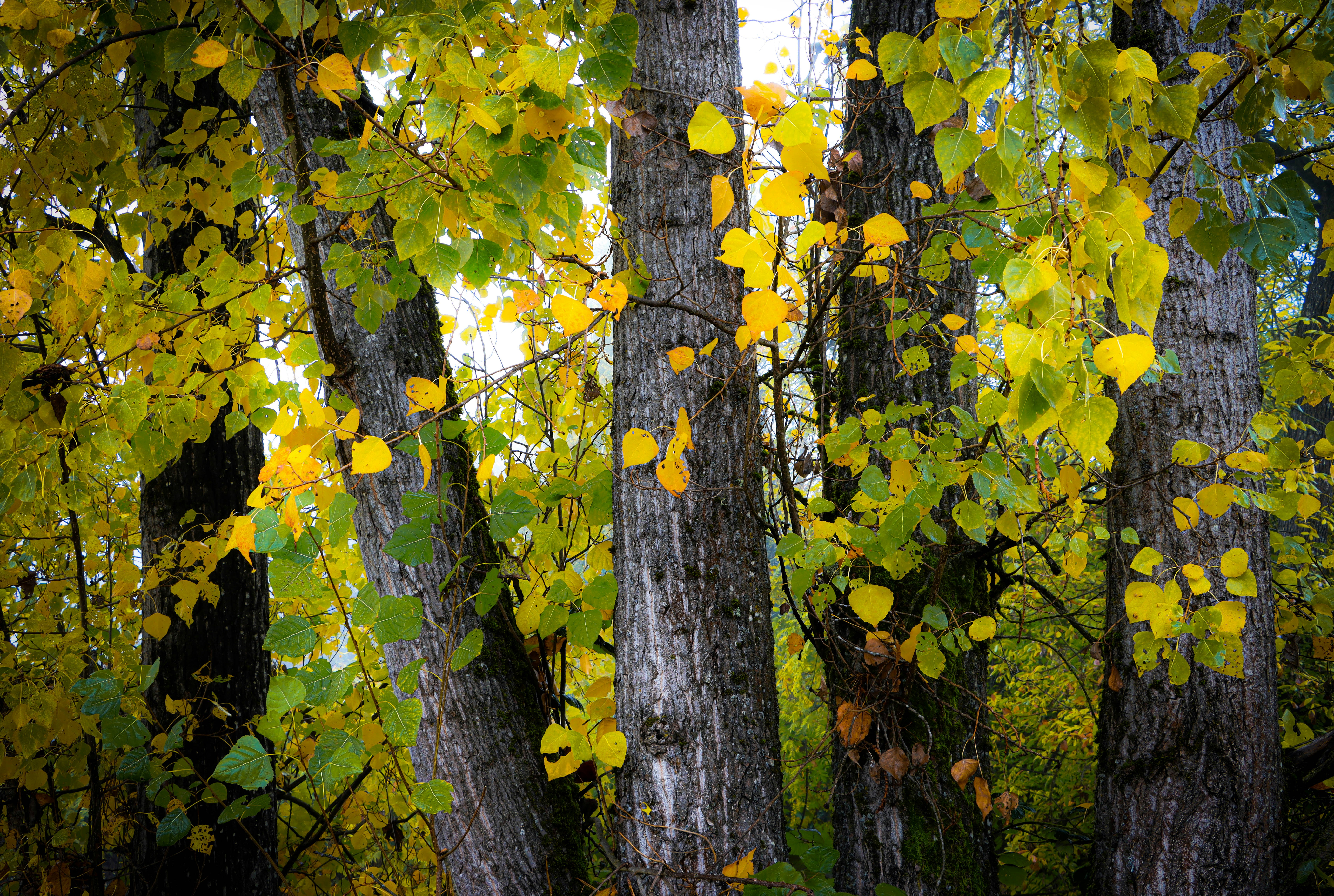 Photo by davidjboozer