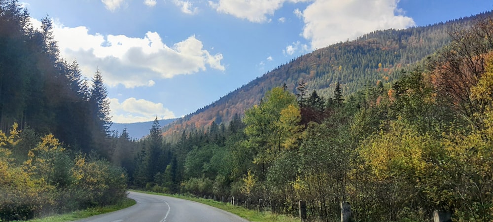 a road going through a forest