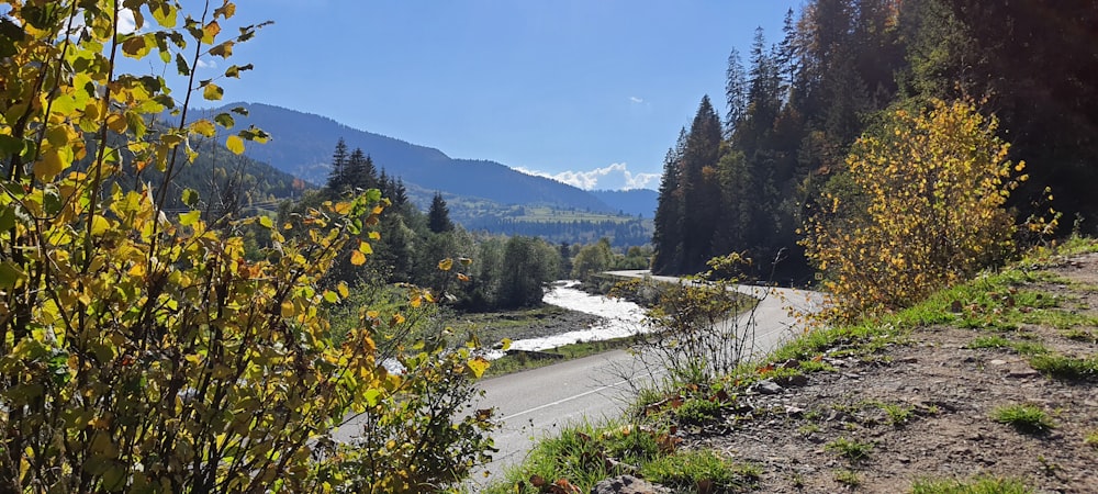 a road with trees and bushes on the side