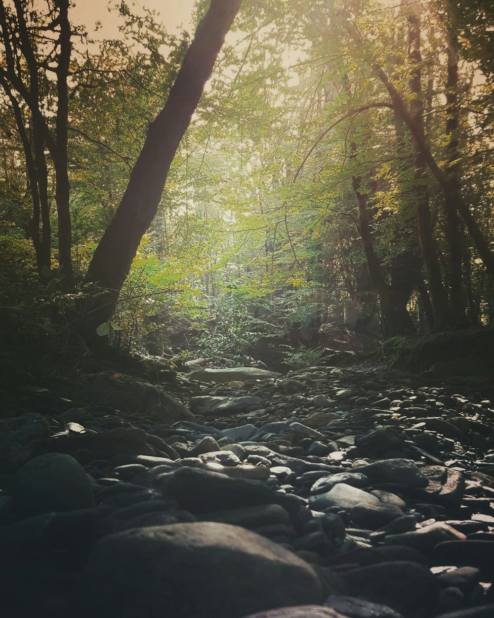 a river in a forest