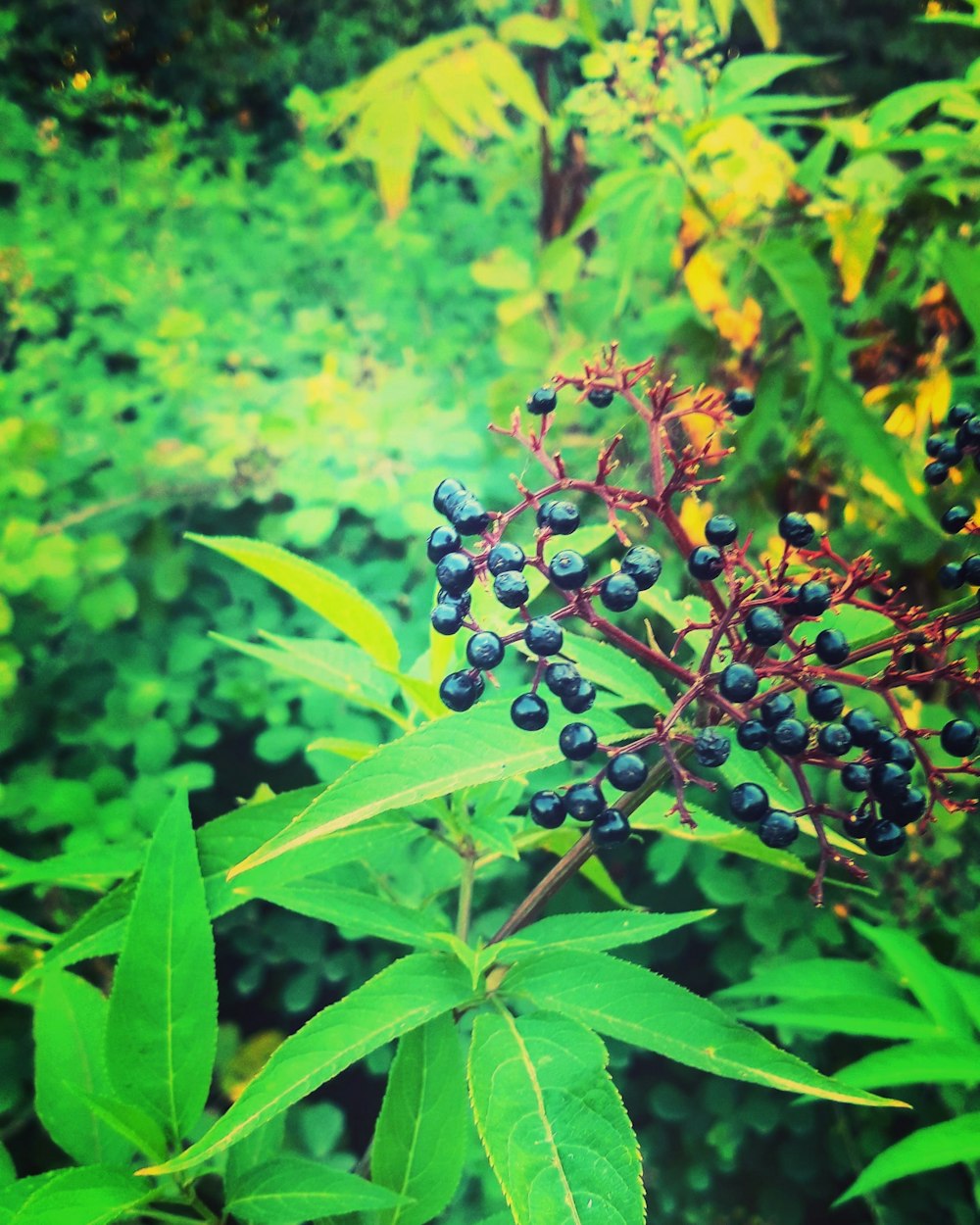 a close-up of some berries