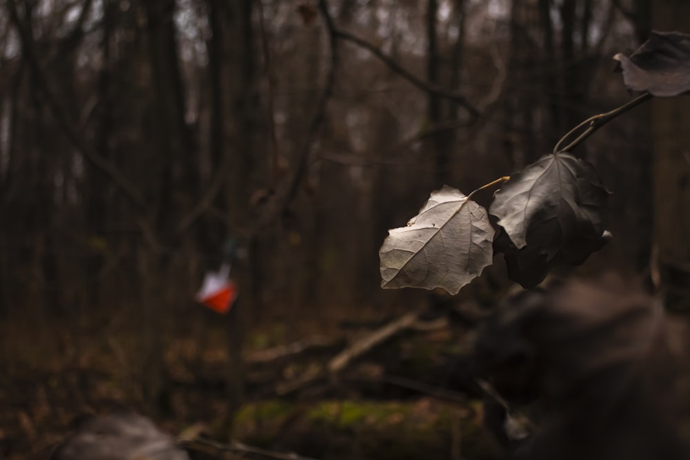 a red and white object in the woods