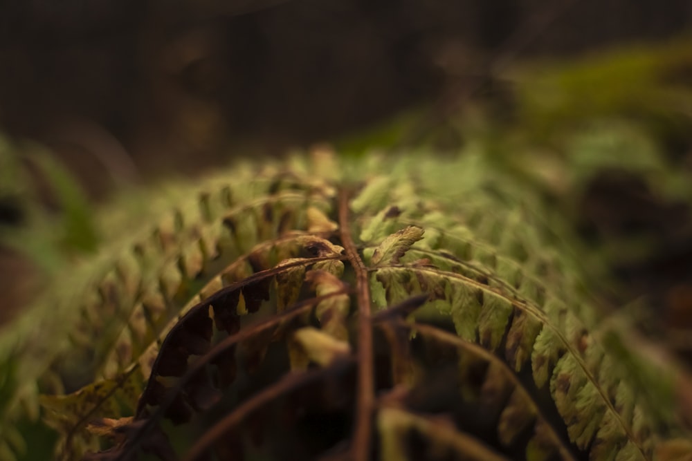 close up of a plant