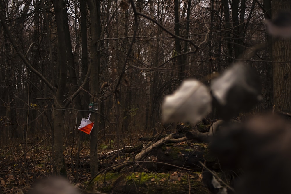 a forest with a flag