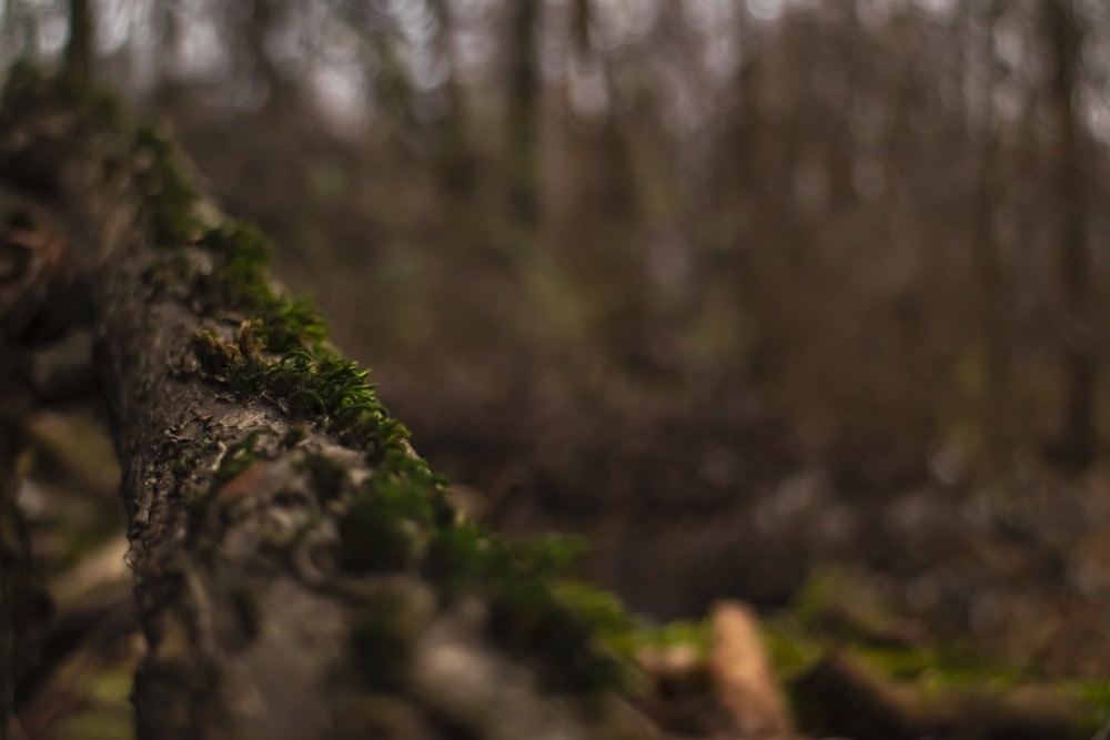 a close up of a tree trunk