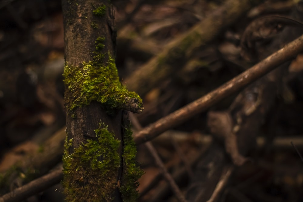 a tree branch with moss growing on it