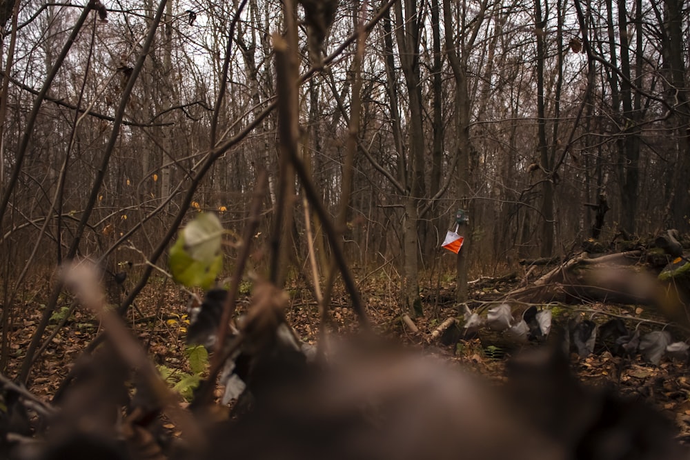 a group of people walking through a forest